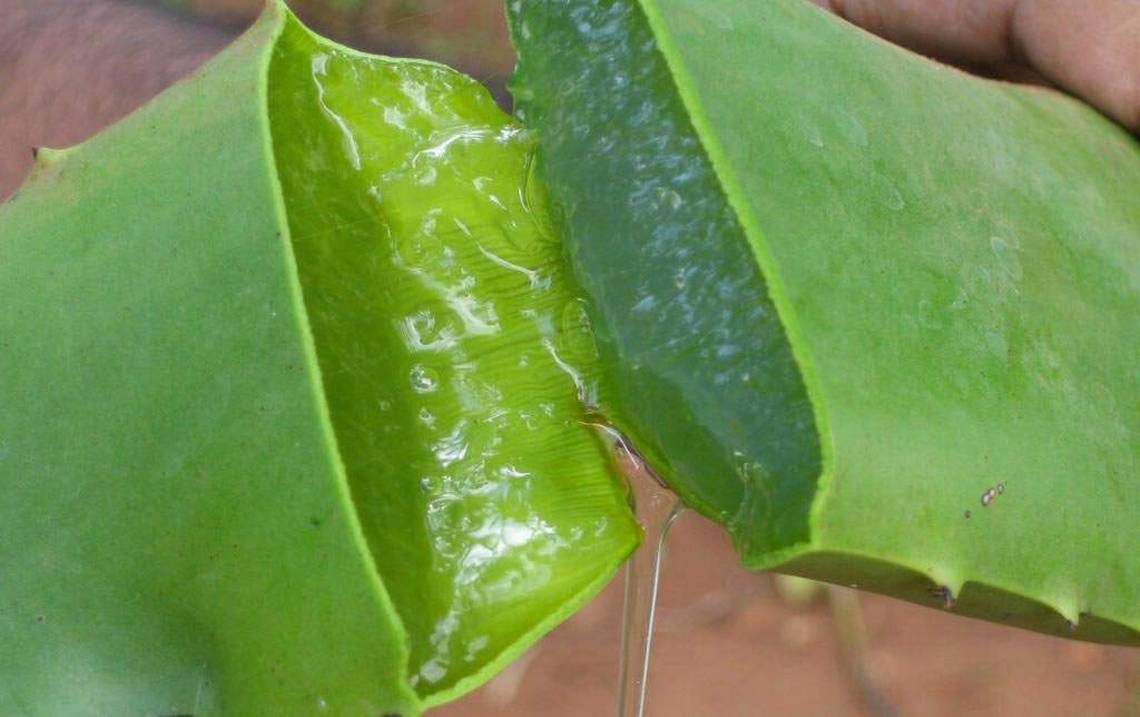 Beneficios del aloe vera para los niños